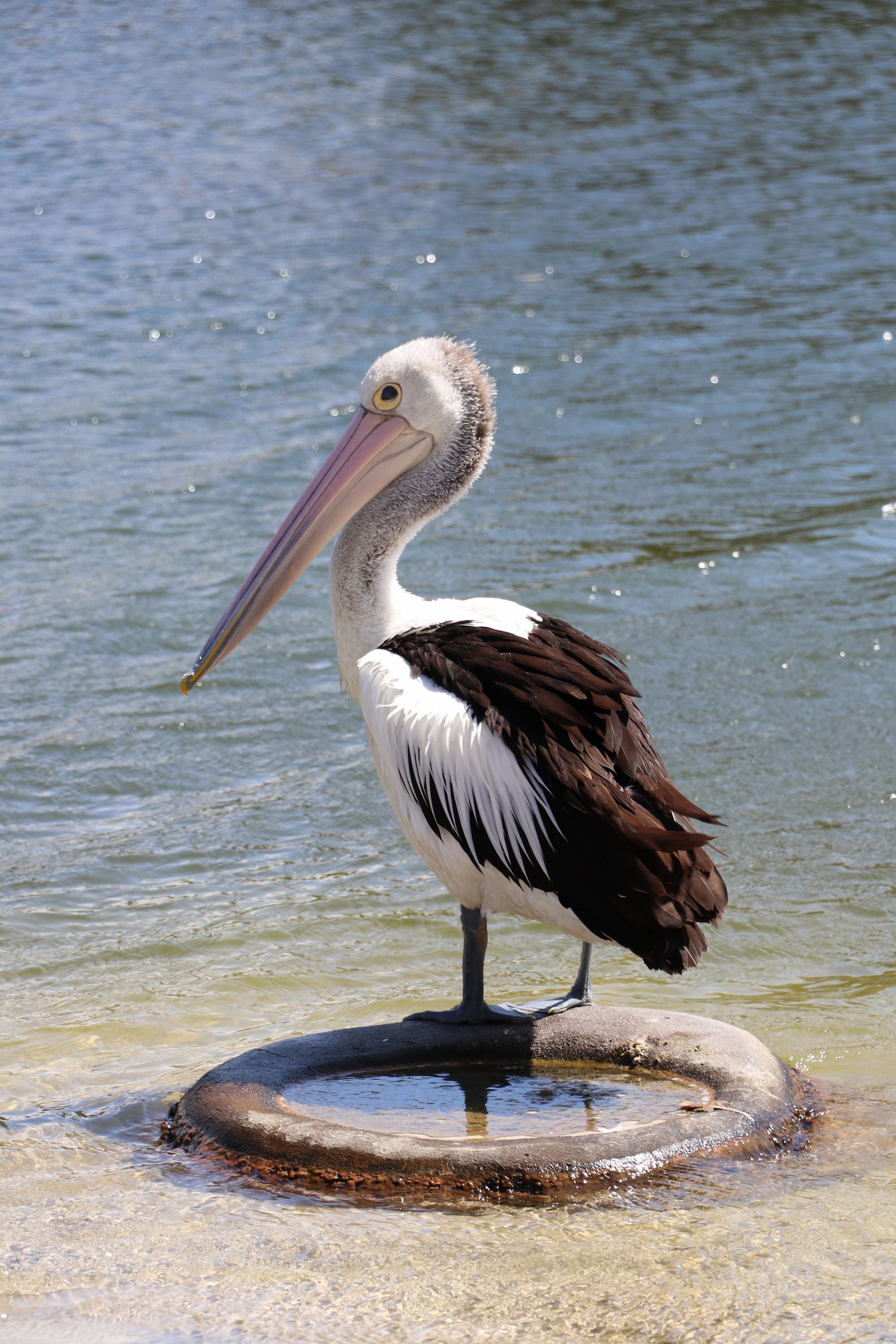 A pelican standing on the waters edge