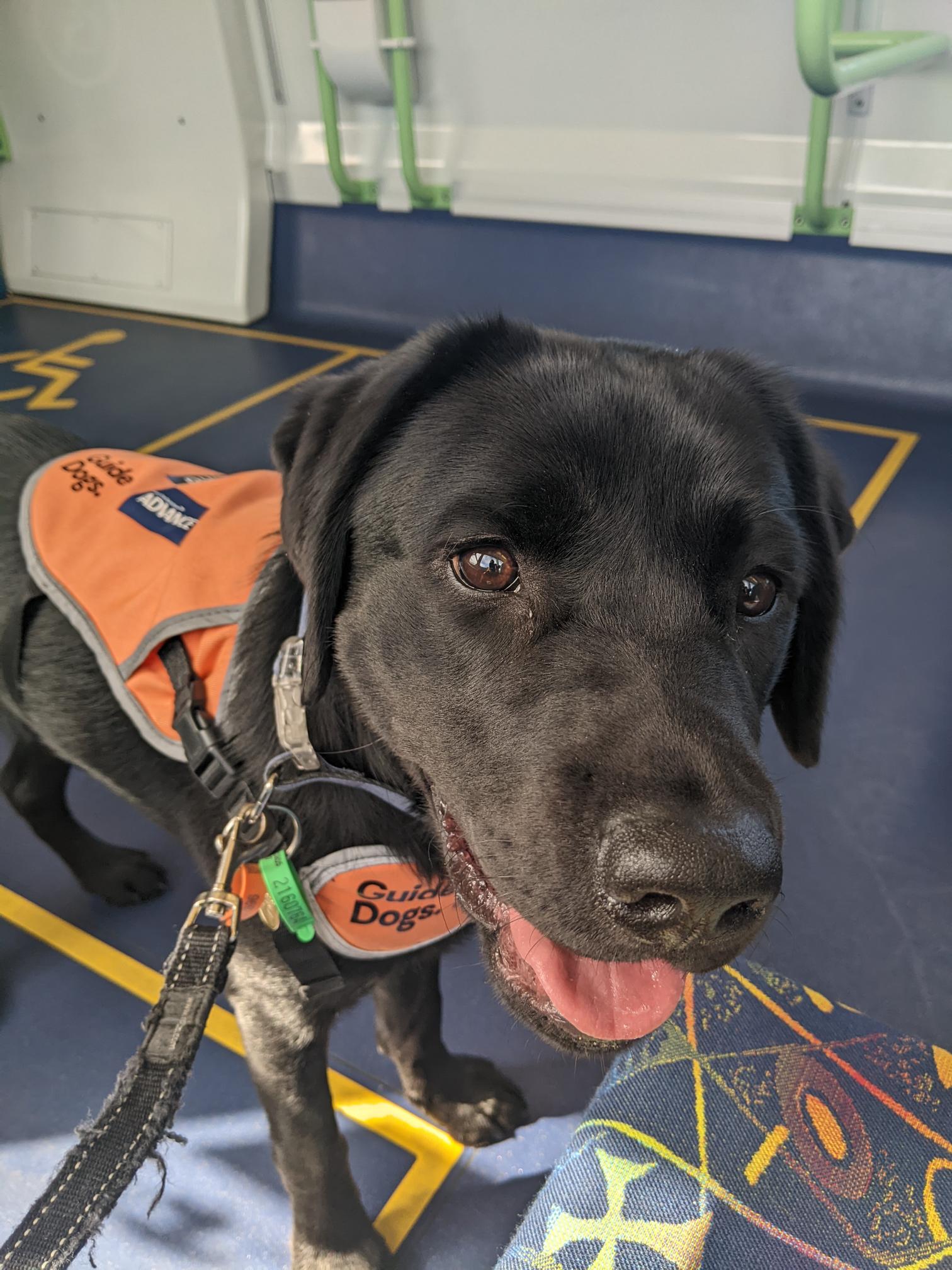 A black labrador standing inside a train. It is wearing an orange halter, a collar and lead.