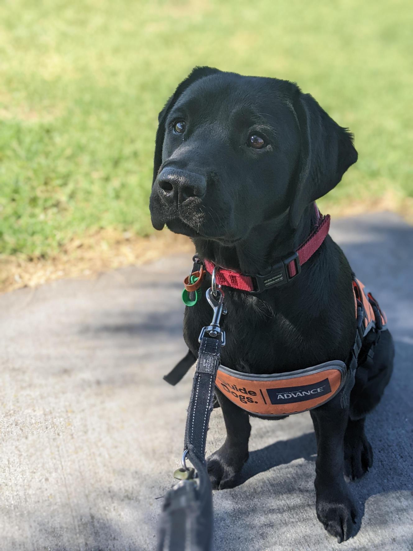 A black Labrador puppy is sitting on a path with grass behind her. She is wearing a harness, collar and lead.