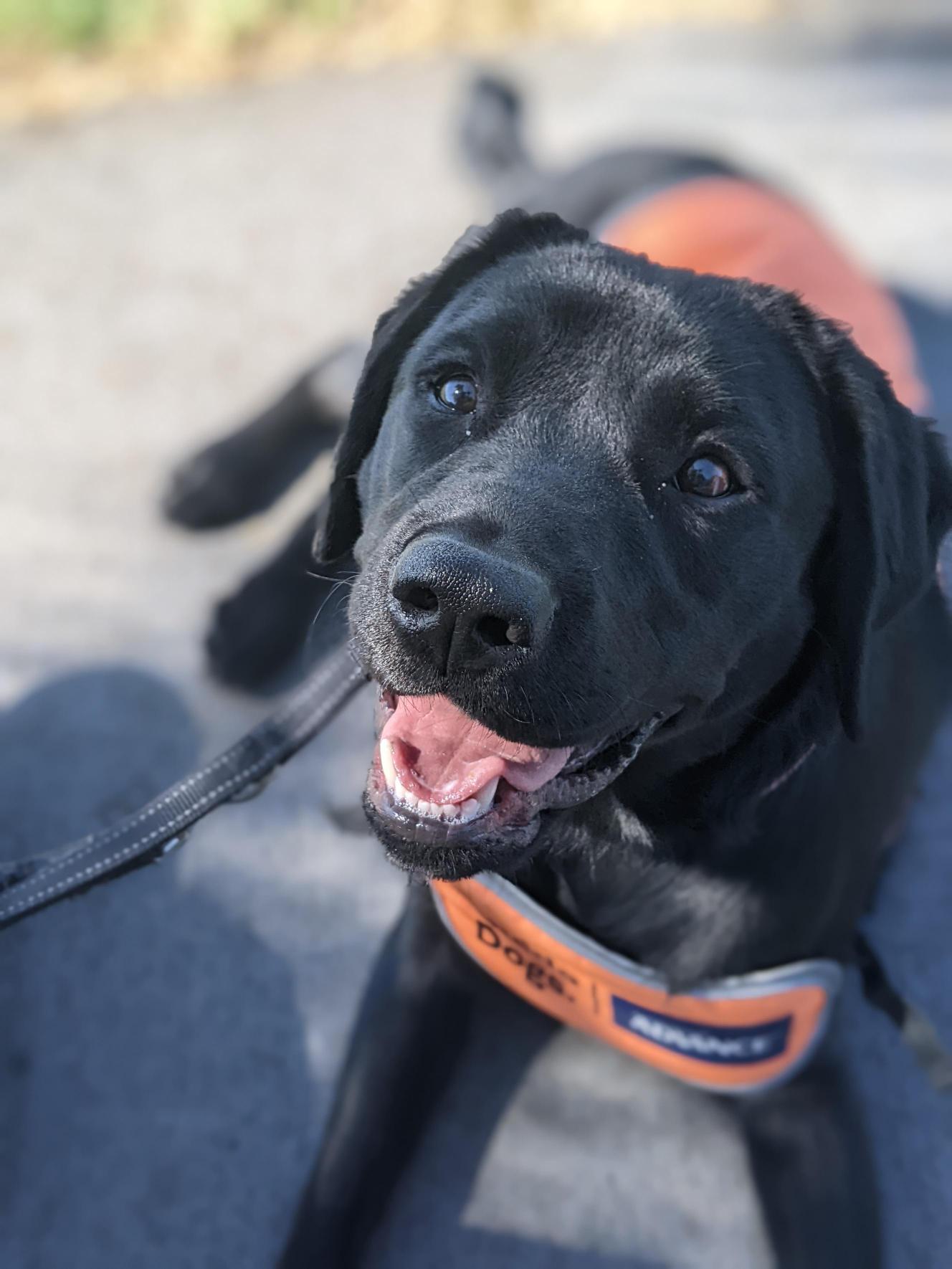 A black labrador lying on the ground. It is wearing an orange halter, a collar and lead.