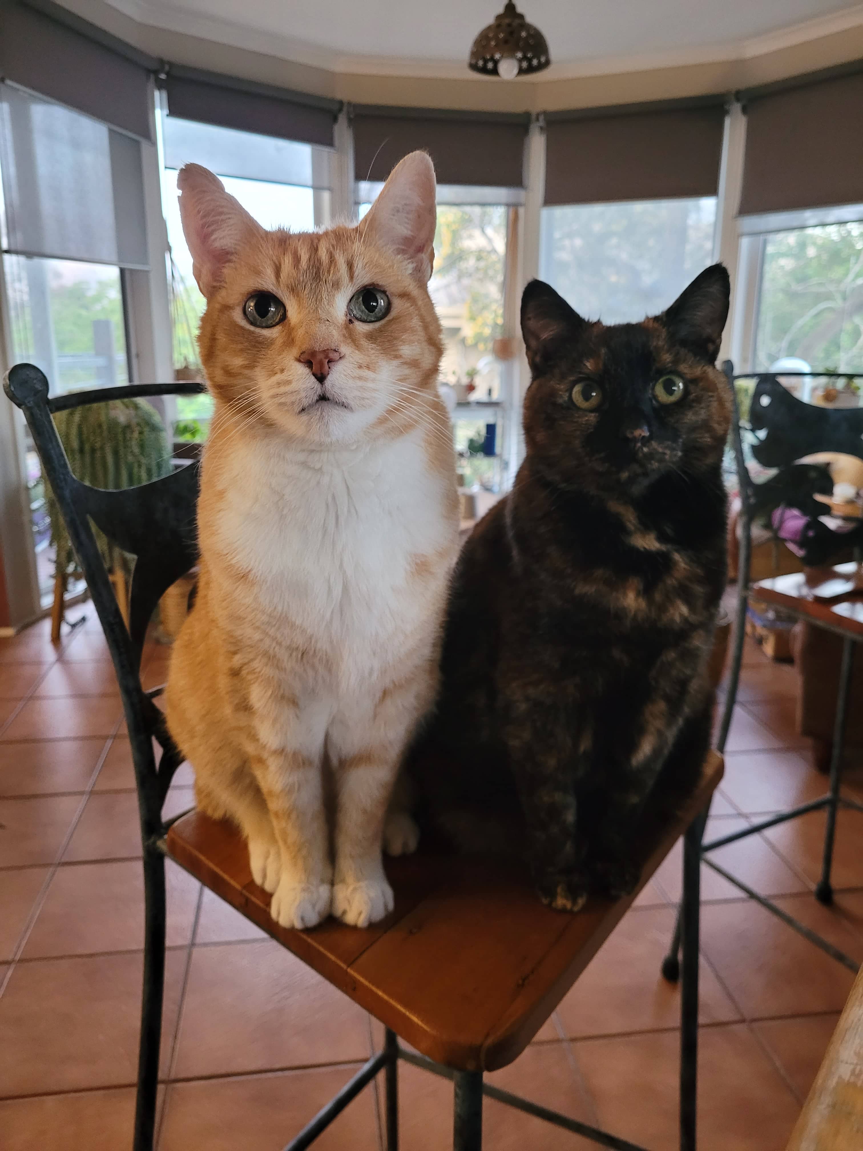 Two cats sitting side by side on a chair. One cat is orange and white and the other cat is a dark tabby.