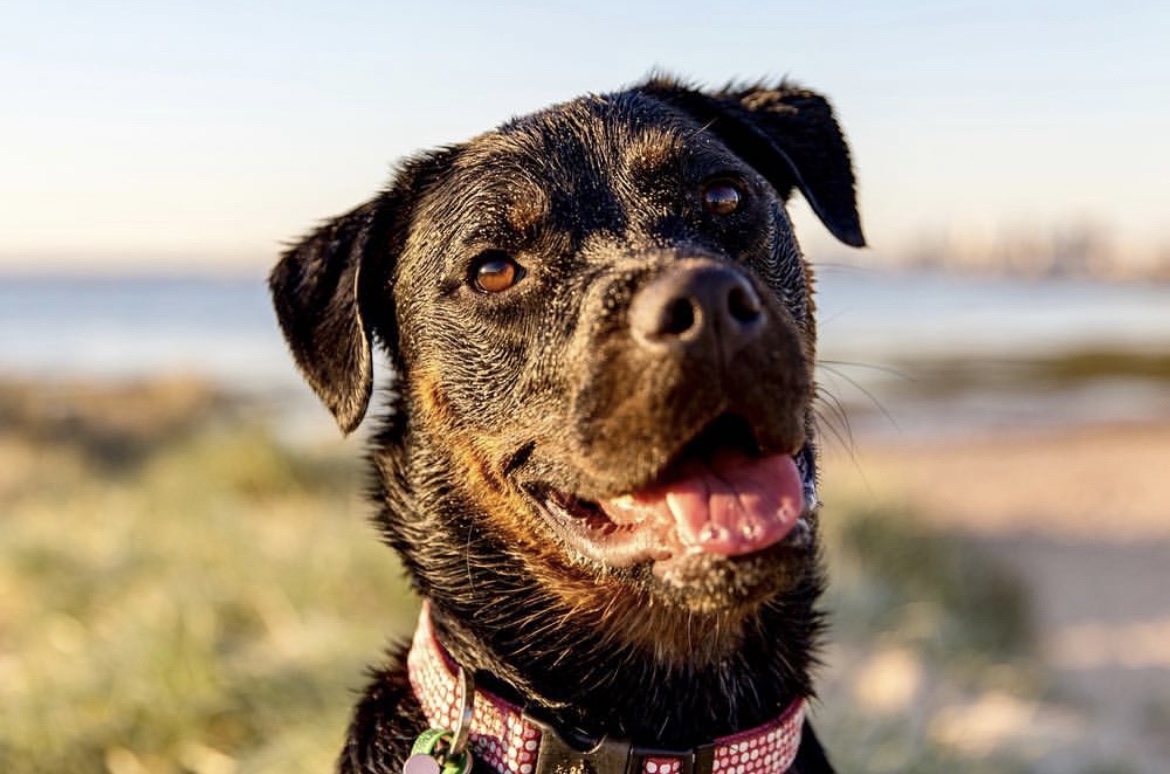 A dark coloured dog.