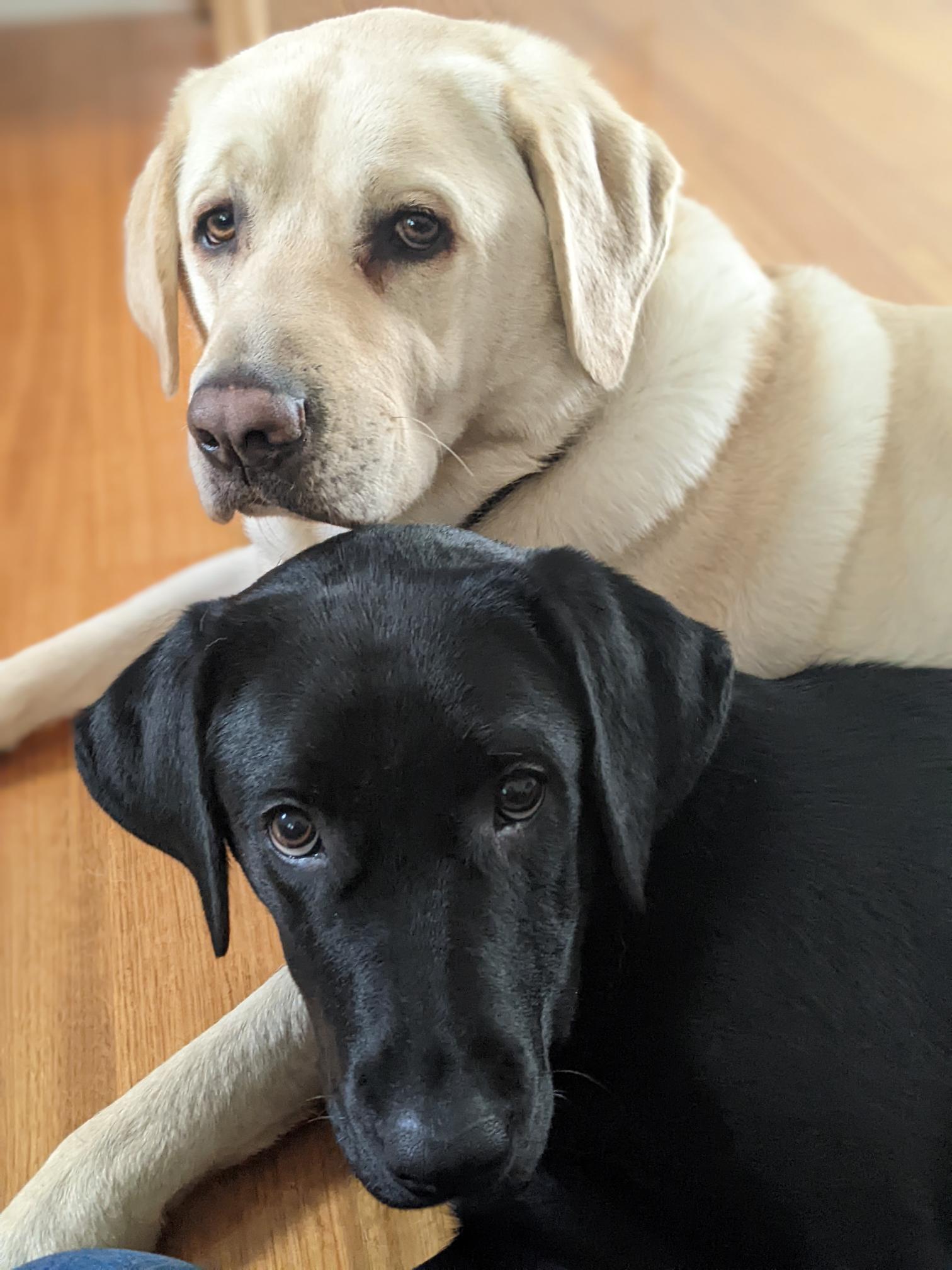 A black puppy and a yellow dog sitting together