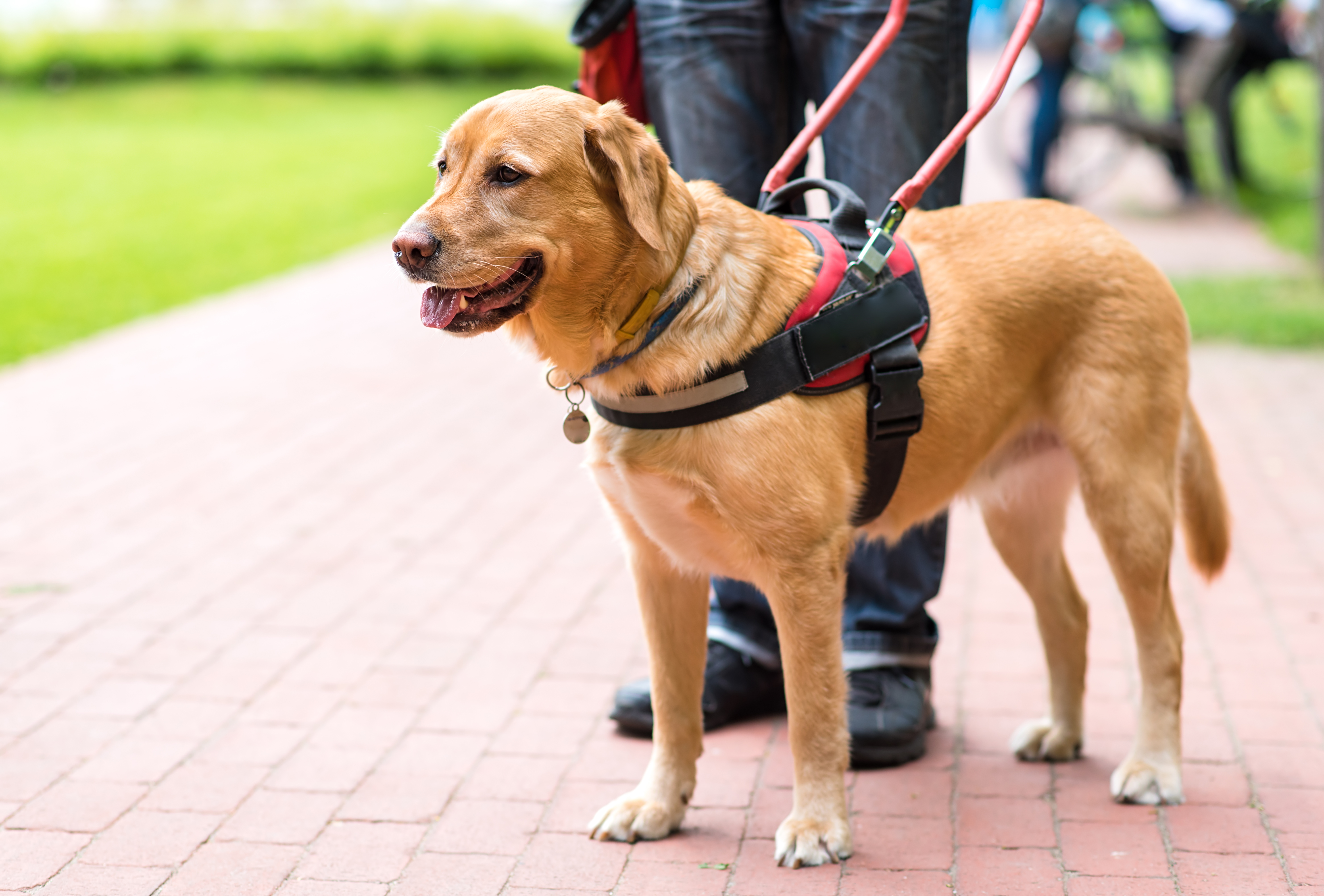 A service dog is standing in a park next to its owner. The owner is holding a harness attached to the dog. 